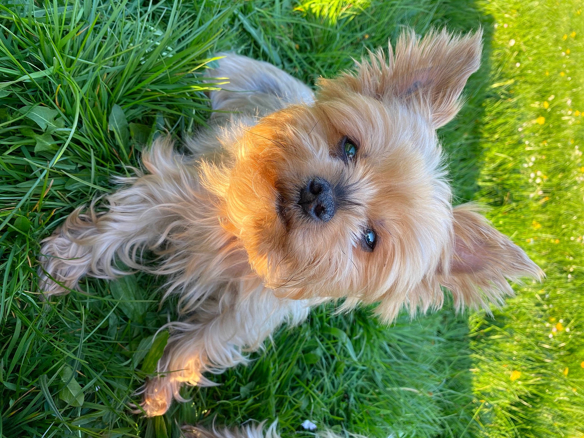 Doucette participe au concours pour gagner de l'argent avec cette photo : australian_silky_terrier, australian_terrier, biewer_terrier, canidae, carnivore, companion_dog, dog, dog_breed, grass, mammal, morkie, norfolk_terrier, norwich_terrier, puppy, small_terrier, snout, terrier, vertebrate, yorkipoo, yorkshire_terrier