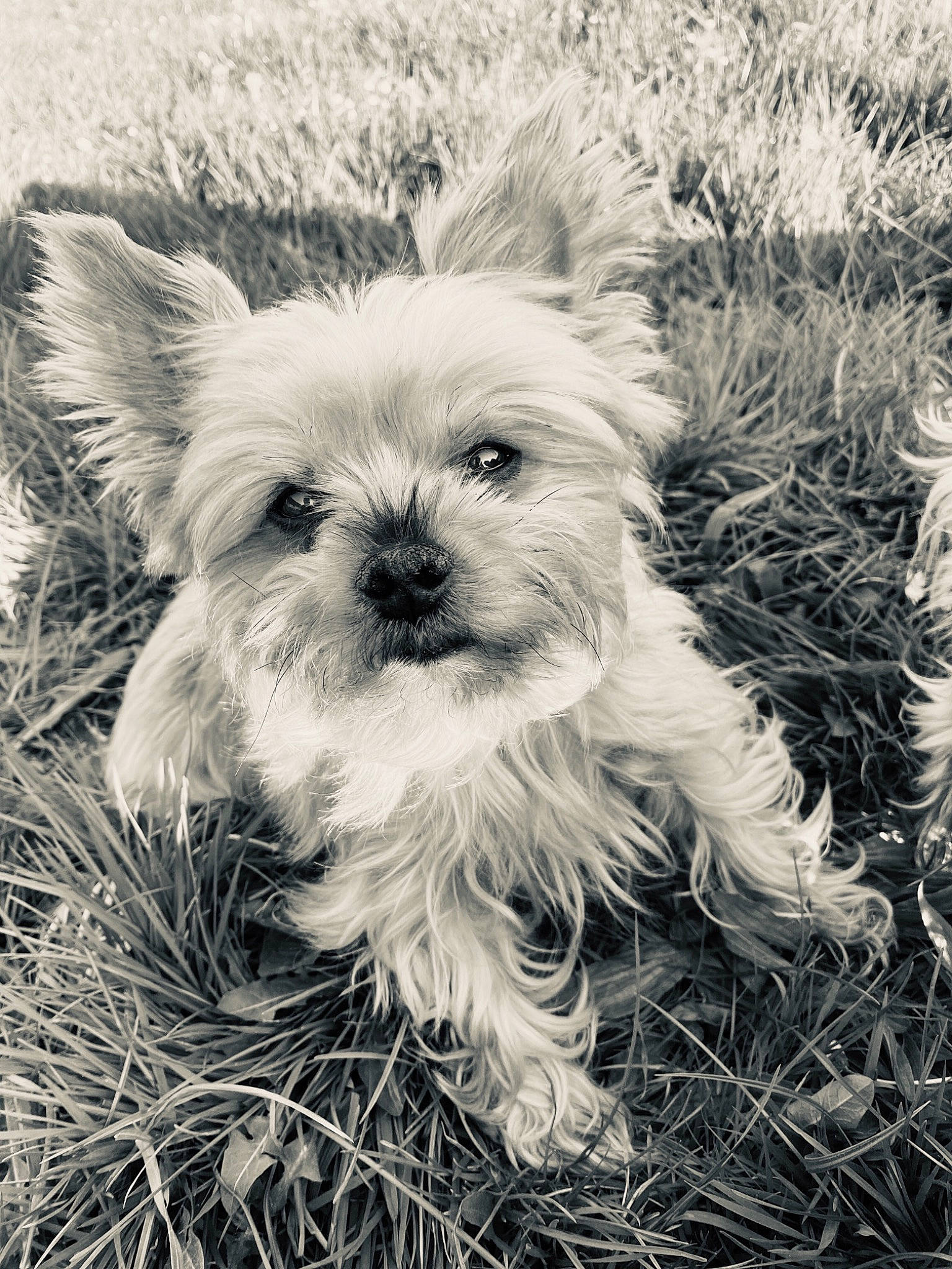 Doucette participe au concours pour gagner de l'argent avec cette photo : biewer_terrier, black_and_white, cairn_terrier, canidae, carnivore, companion_dog, dog, dog_breed, mammal, morkie, puppy, rare_breed_dog, schnoodle, small_terrier, snout, sporting_group, terrier, toy_dog, west_highland_white_terrier, yorkshire_terrier
