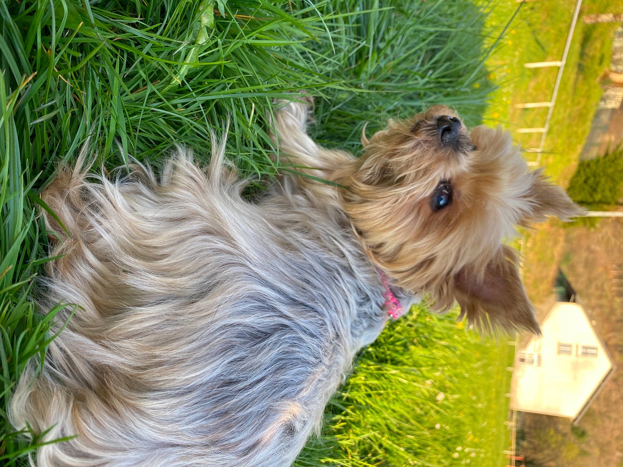 Doucette participe au concours pour gagner de l'argent avec cette photo : australian_silky_terrier, australian_terrier, biewer_terrier, cairn_terrier, canidae, carnivore, chinese_imperial_dog, companion_dog, dog, dog_breed, glen_of_imaal_terrier, grass, mammal, norwich_terrier, small_terrier, sporting_group, sporting_lucas_terrier, terrier, toy_dog, yorkshire_terrier