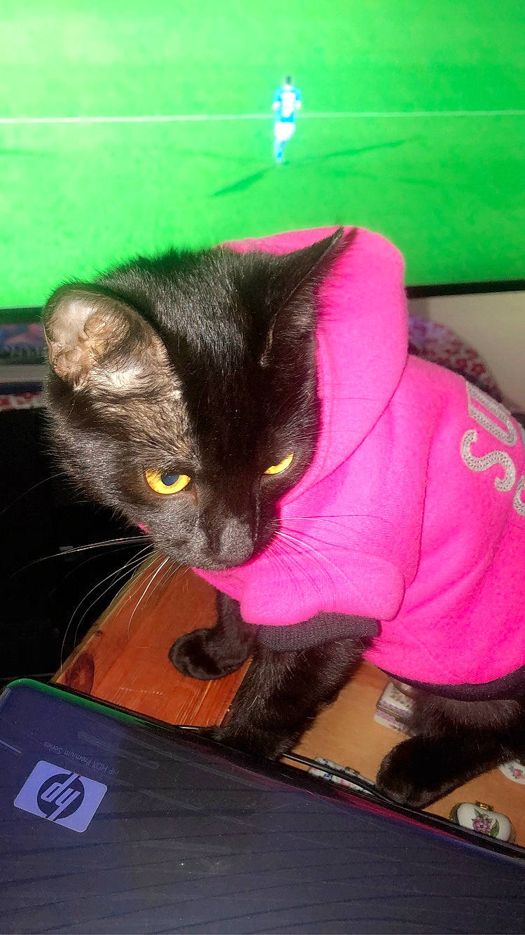 Prune participe au concours pour gagner de l'argent avec cette photo : asian, black_cat, carnivore, cat, domestic_short_haired_cat, felidae, kitten, korat, mammal, pink, russian_blue, small_to_medium_sized_cats, whiskers