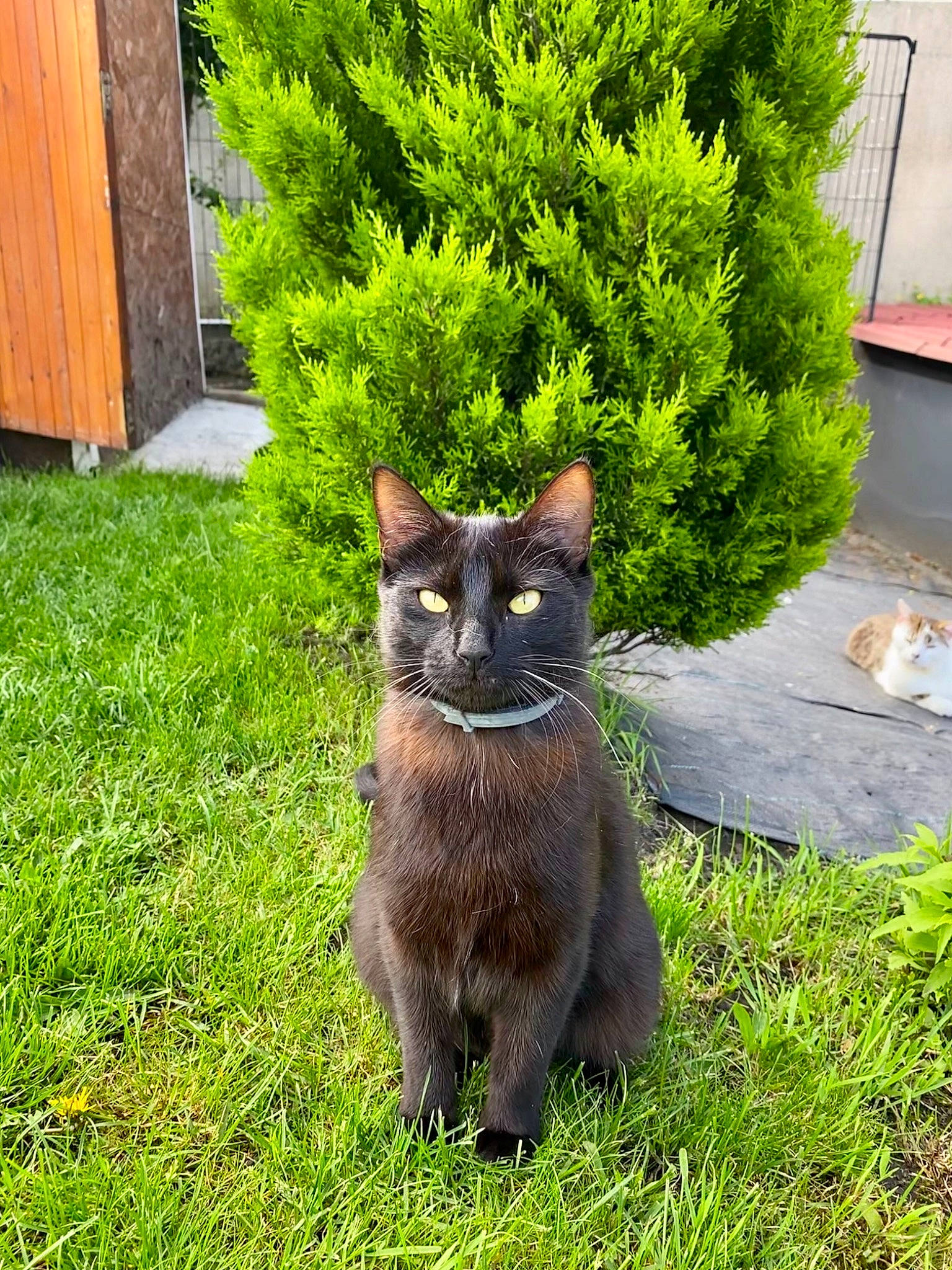 Prune participe au concours pour gagner de l'argent avec cette photo : black_cat, carnivore, cat, domestic_short_haired_cat, european_shorthair, felidae, fur, garden, grass, herb, korat, lawn, plant, russian_blue, shrub, small_to_medium_sized_cats, tail, tree, whiskers, yard