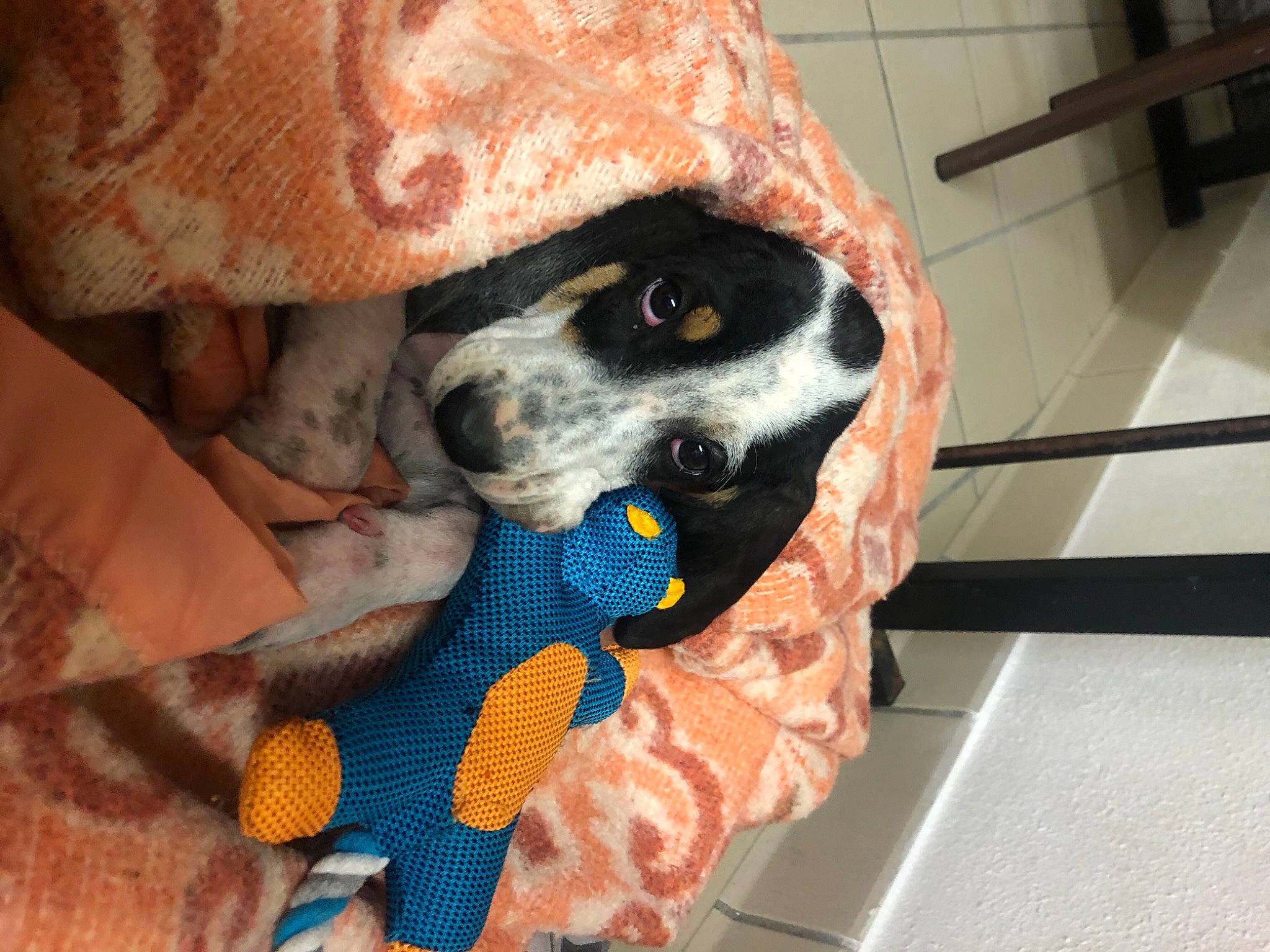 Romance a rejoint le concours — aidez-le/la à gagner de superbes lots ! canidae, carnivore, companion_dog, dog, dog_breed, dog_clothes, fawn, non_sporting_group, pattern, pointer, puppy, sporting_group