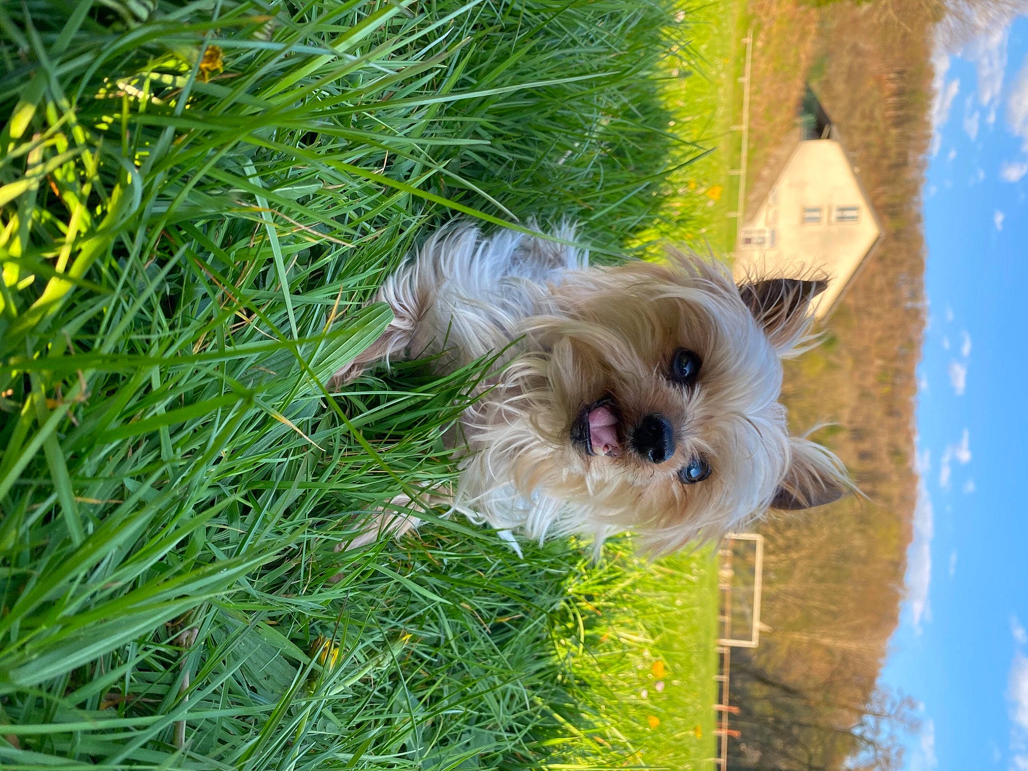 Filou participe au concours pour gagner de l'argent avec cette photo : cairn_terrier, canidae, carnivore, chinese_imperial_dog, dog, dog_breed, grass, havanese, lhasa_apso, morkie, norwich_terrier, puppy, schnoodle, shih_tzu, snout, sporting_group, sporting_lucas_terrier, terrier, toy_dog, yorkshire_terrier
