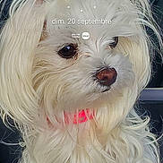 Maya a rejoint le concours — aidez-le/la à gagner de superbes lots ! dog, small_dog, white_dog, fluffy, long_hair, pony_tails, groomed, pet, animal, canine, close_up, portrait, sitting, car, vehicle, indoors, cute, brown_nose, dark_eyes, text_overlay