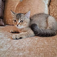 Lolo participe au concours pour gagner de l'argent avec cette photo : cat, kitten, tabby, couch, beige, furniture, pet, animal, indoor, cozy, fur, whiskers, ears, tail, resting, cute, young, domestic, relaxed, home