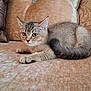cat, kitten, tabby, couch, beige, furniture, pet, animal, indoor, cozy, fur, whiskers, ears, tail, resting, cute, young, domestic, relaxed, home