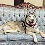 blue_eyes, collar, companion, cute, dog, furniture, husky, indoor, living_room, lying_down, ornate_wood, patterned_fabric, paw, pet, portrait, relaxed, siberian_husky, sofa, tongue_out, upholstery