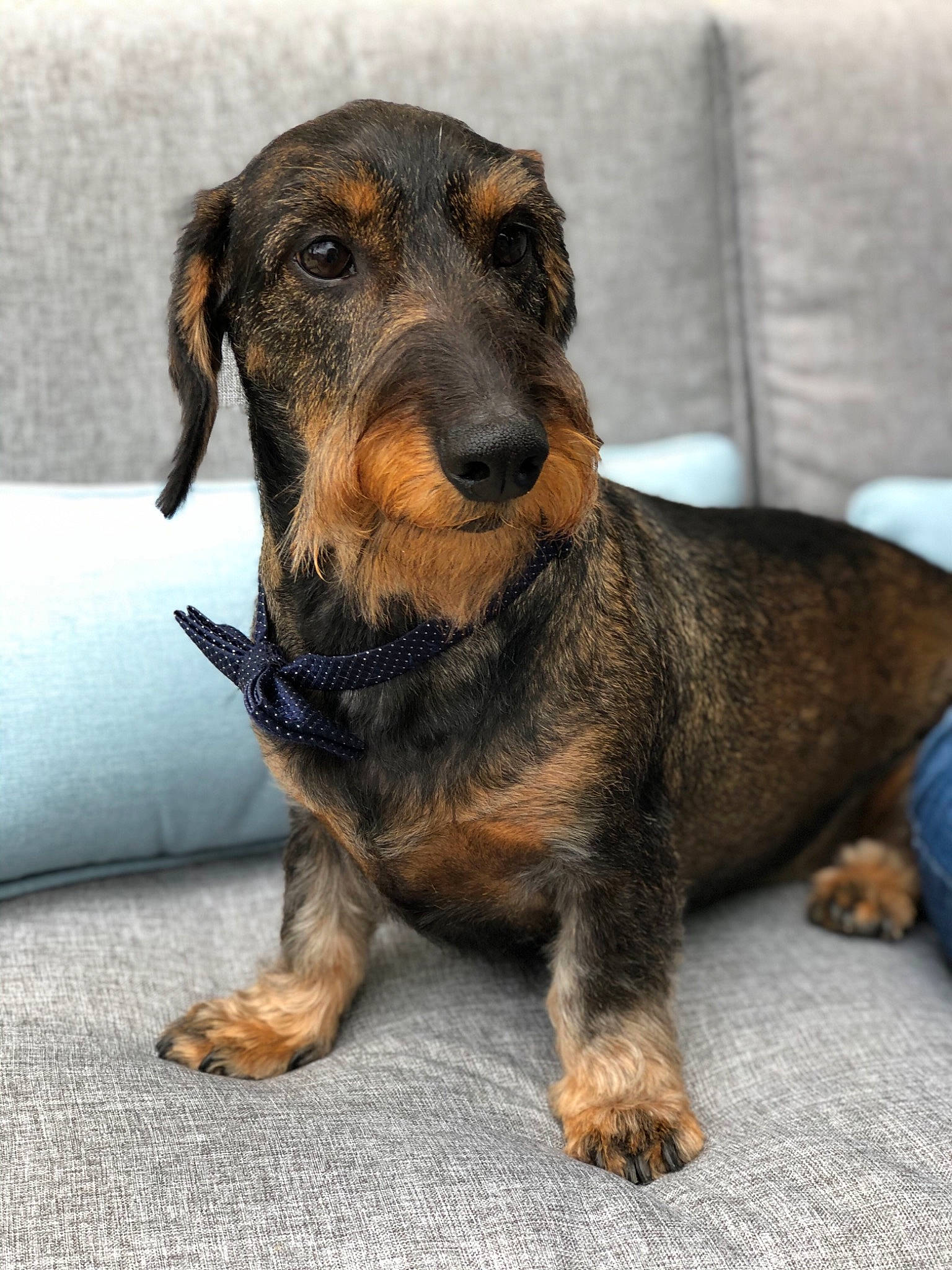 Hector participe au concours pour gagner de l'argent avec cette photo : black_and_tan_terrier, canidae, carnivore, companion_dog, dachshund, dog, dog_breed, hound, mammal, puppy, rare_breed_dog, snout, vertebrate