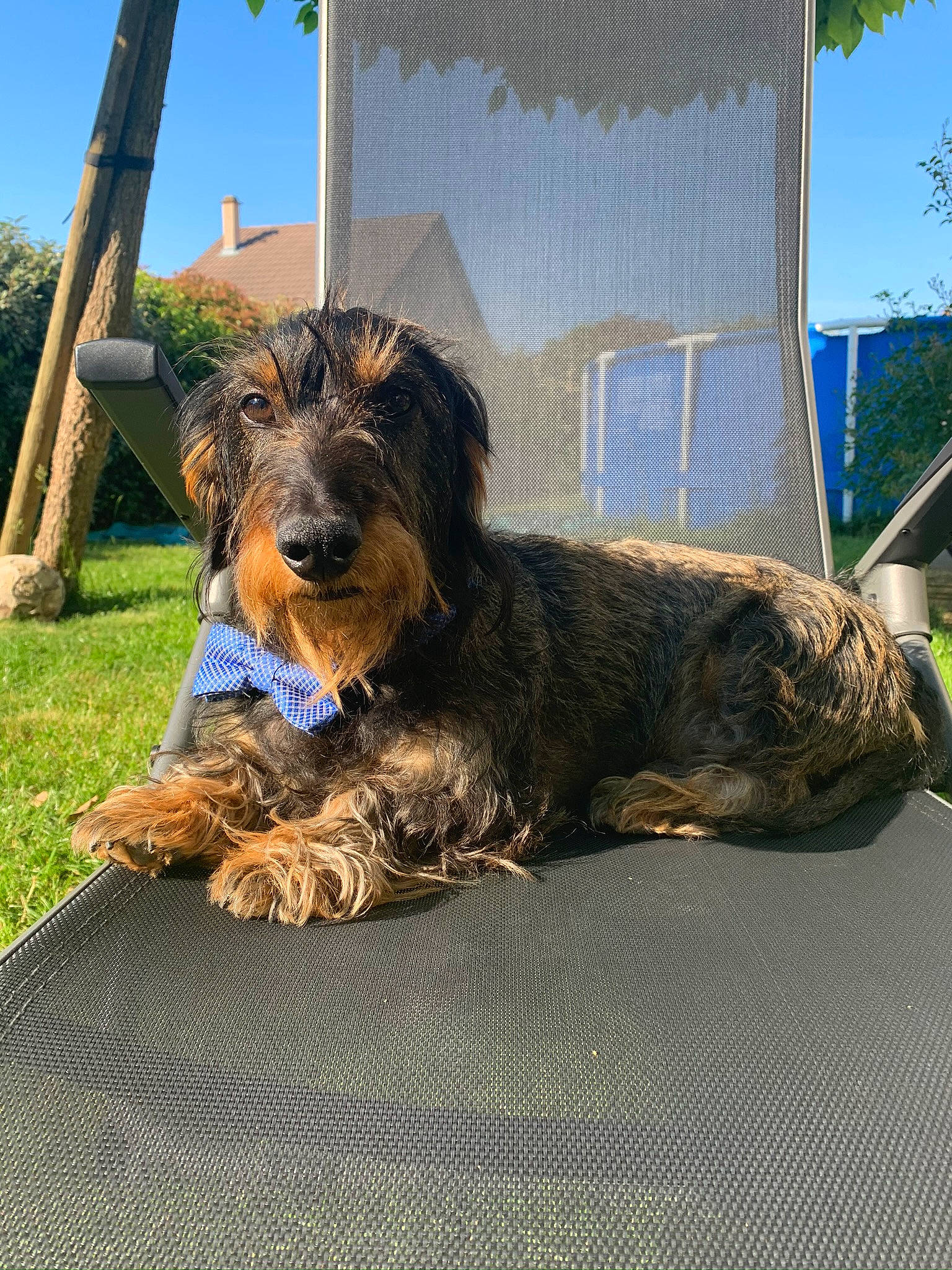 Hector participe au concours pour gagner de l'argent avec cette photo : airedale_terrier, bosnian_coarse_haired_hound, briard, canidae, carnivore, catalan_sheepdog, cesky_terrier, dog, dog_breed, glen_of_imaal_terrier, mammal, otterhound, rare_breed_dog, small_terrier, sporting_group, sporting_lucas_terrier, terrier, vertebrate, welsh_terrier, wirehaired_pointing_griffon