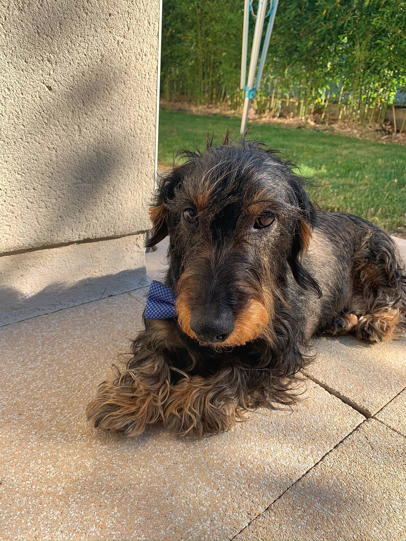 Hector participe au concours pour gagner de l'argent avec cette photo : airedale_terrier, bosnian_coarse_haired_hound, canidae, carnivore, dog, dog_breed, mammal, snout, sporting_group, terrier, vertebrate, welsh_terrier