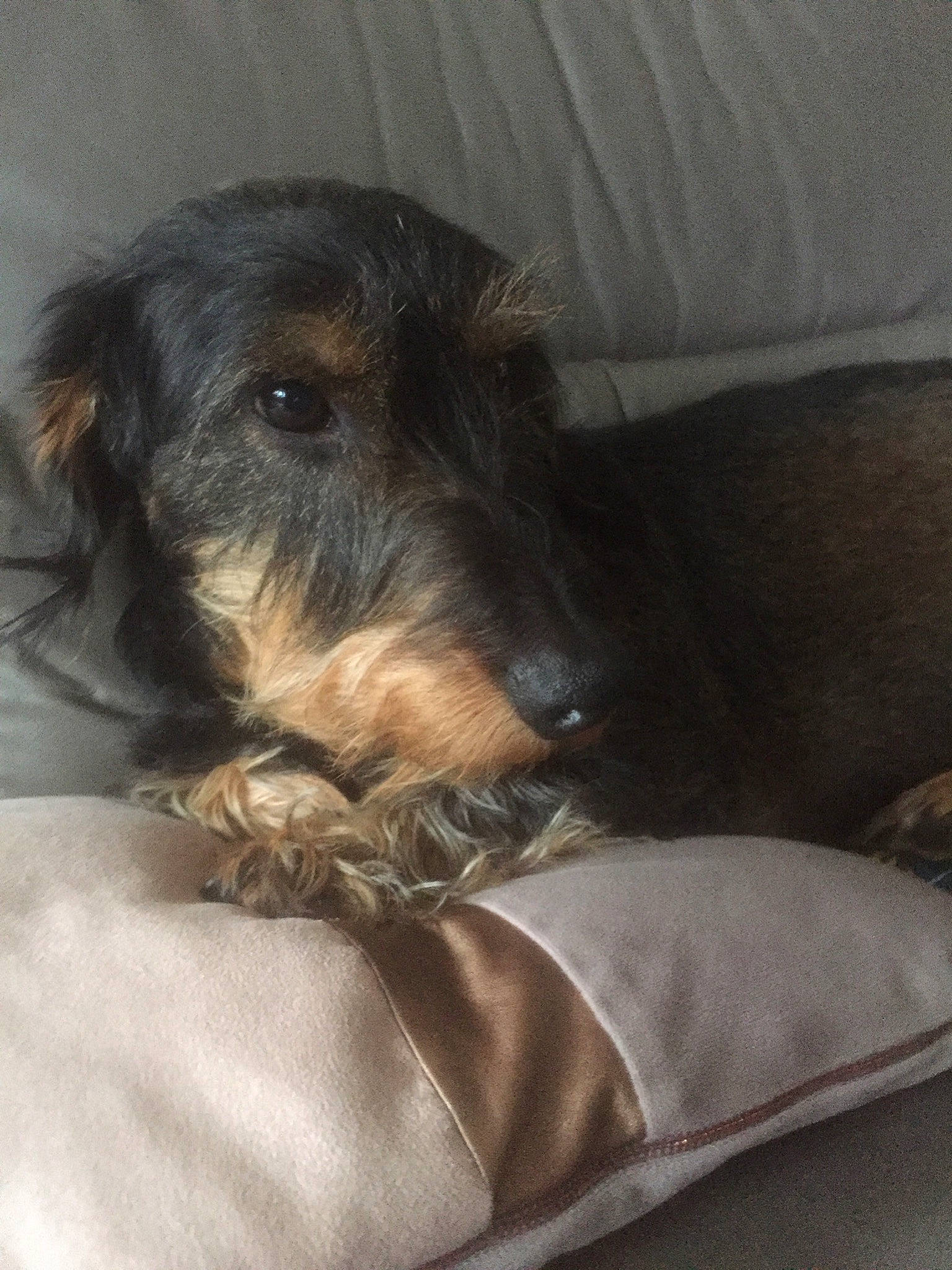 Hector a rejoint le concours — aidez-le/la à gagner de superbes lots ! canidae, carnivore, companion_dog, dog, dog_breed, german_wirehaired_pointer, puppy, scottish_deerhound, snout, sporting_group, stichelhaar, wirehaired_pointing_griffon