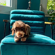 Winston participe au concours pour gagner de l'argent avec cette photo : dog, armchair, teal_color, indoor_plant, window, sunlight, fur, pet, cozy, living_room, wooden_armrest, floor, greenery, relaxing, casual, portrait, furniture, home_interior, natural_light, cute