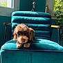 dog, armchair, teal_color, indoor_plant, window, sunlight, fur, pet, cozy, living_room, wooden_armrest, floor, greenery, relaxing, casual, portrait, furniture, home_interior, natural_light, cute
