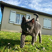 Sushi a rejoint le concours — aidez-le/la à gagner de superbes lots ! cat, grey_cat, grass, flower, house, window, shutters, sky, clouds, outdoor, daylight, paw, fur, animal, nature, greenery, pet, close_up, walking, sunlight