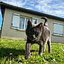 cat, grey_cat, grass, flower, house, window, shutters, sky, clouds, outdoor, daylight, paw, fur, animal, nature, greenery, pet, close_up, walking, sunlight