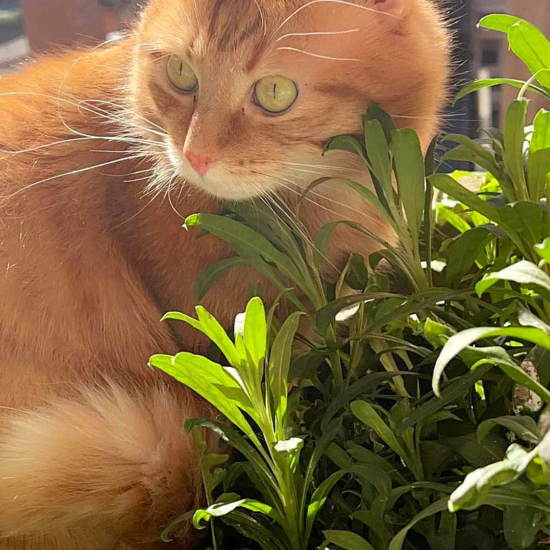 Simba a rejoint le concours — aidez-le/la à gagner de superbes lots ! abyssinian, angora, animal, cat, flower, grass, herbal, herbs, jar, kitten, leaf, manx, pet, plant, planter, pottedplant, pottery, vase, vegetation, wood