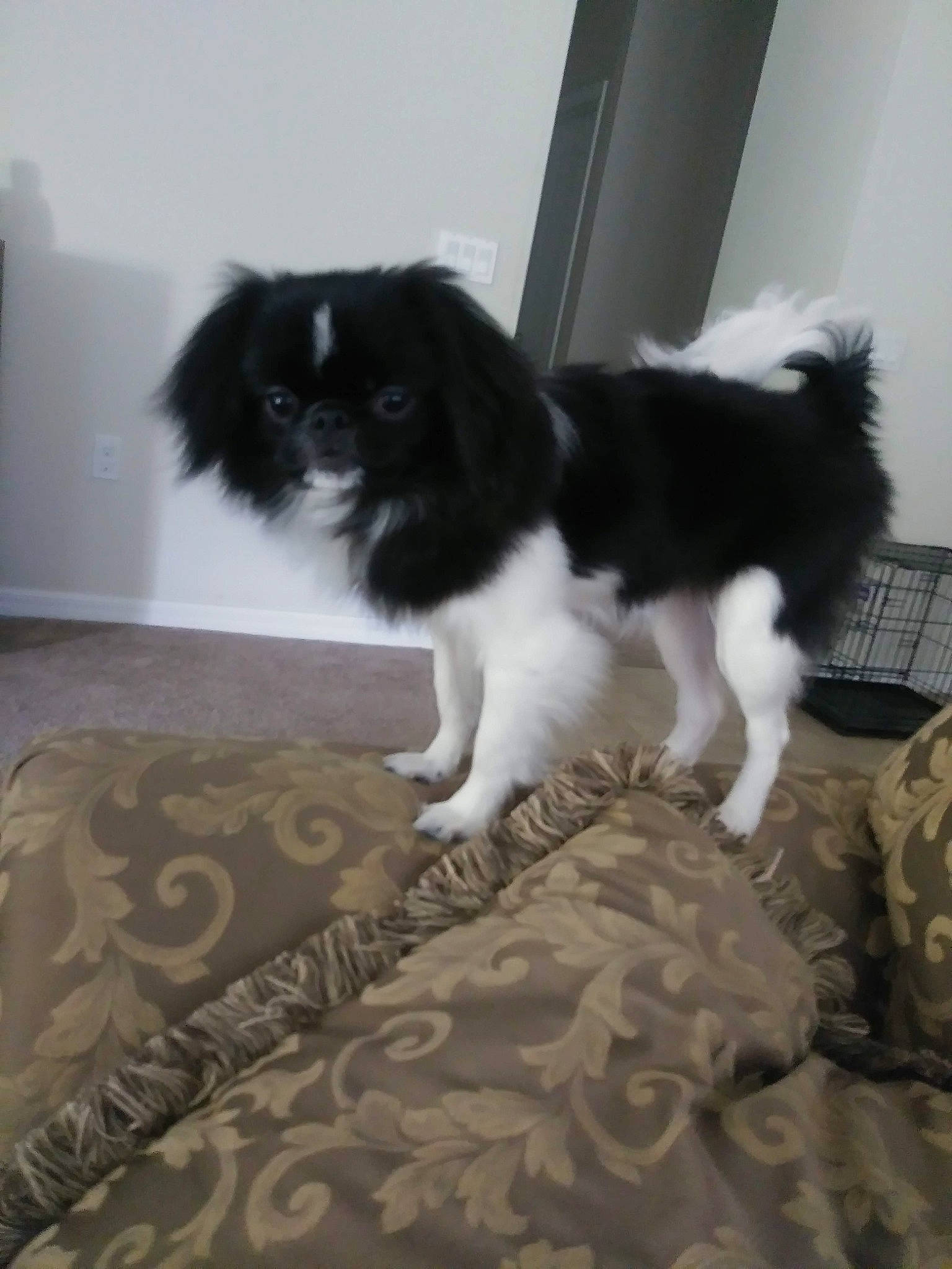 Sapphire is registered to the contest to win money with this photo: canidae, carnivore, chinese_imperial_dog, companion_dog, dog, dog_breed, japanese_chin, mammal, pekingese, phalene, puppy, rare_breed_dog, sporting_group, tail, toy_dog, vertebrate