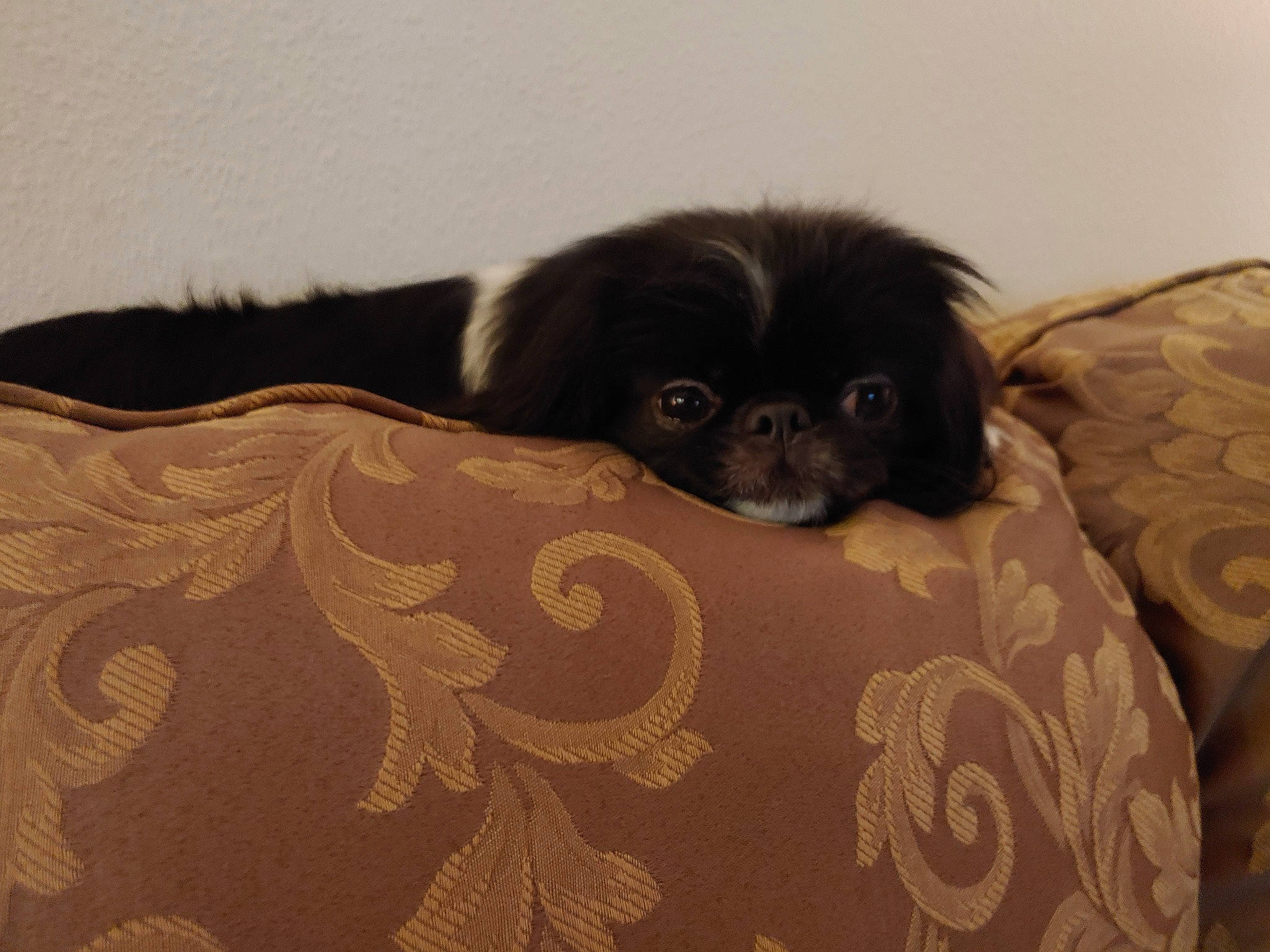 Sapphire is registered to the contest to win money with this photo: canidae, carnivore, cavapoo, chinese_imperial_dog, companion_dog, dog, dog_breed, fur, japanese_chin, lhasa_apso, liver, mammal, pekingese, puppy, shih_tzu, sporting_group, toy_dog