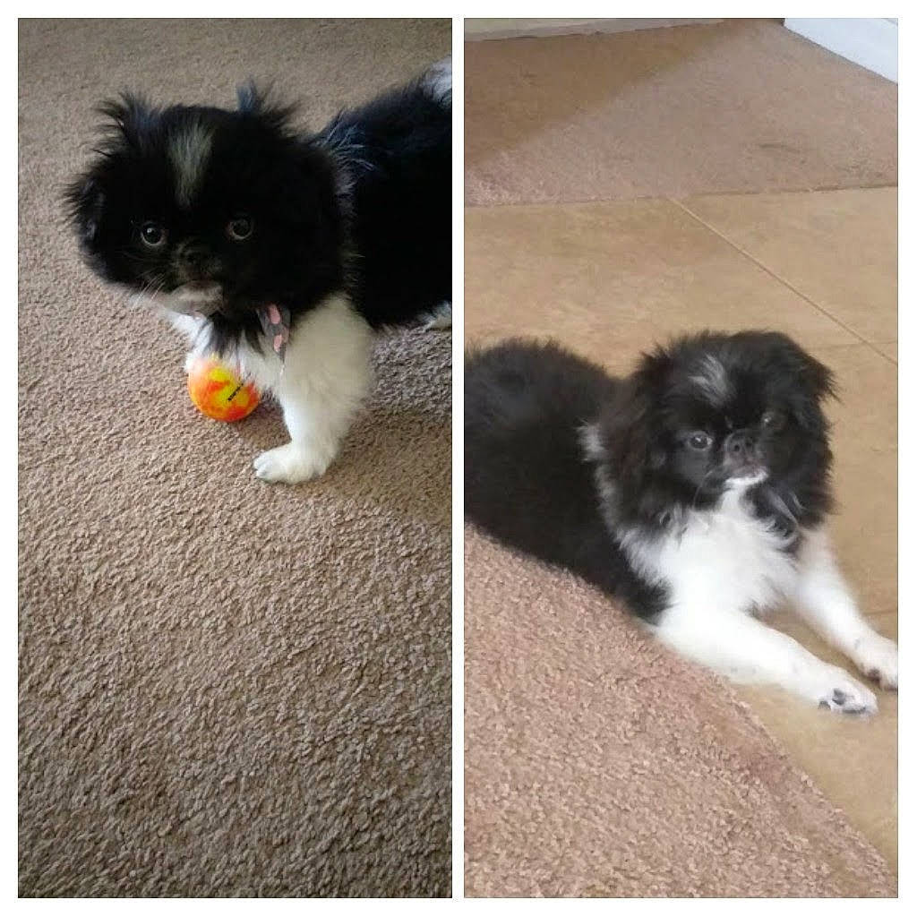 Sapphire joined the competition — help win amazing prizes! canidae, carnivore, cat, chinese_imperial_dog, companion_dog, dog, dog_breed, fawn, japanese_chin, kitten, mammal, pomeranian, puppy, shih_tzu, sporting_group, tail, toy_dog