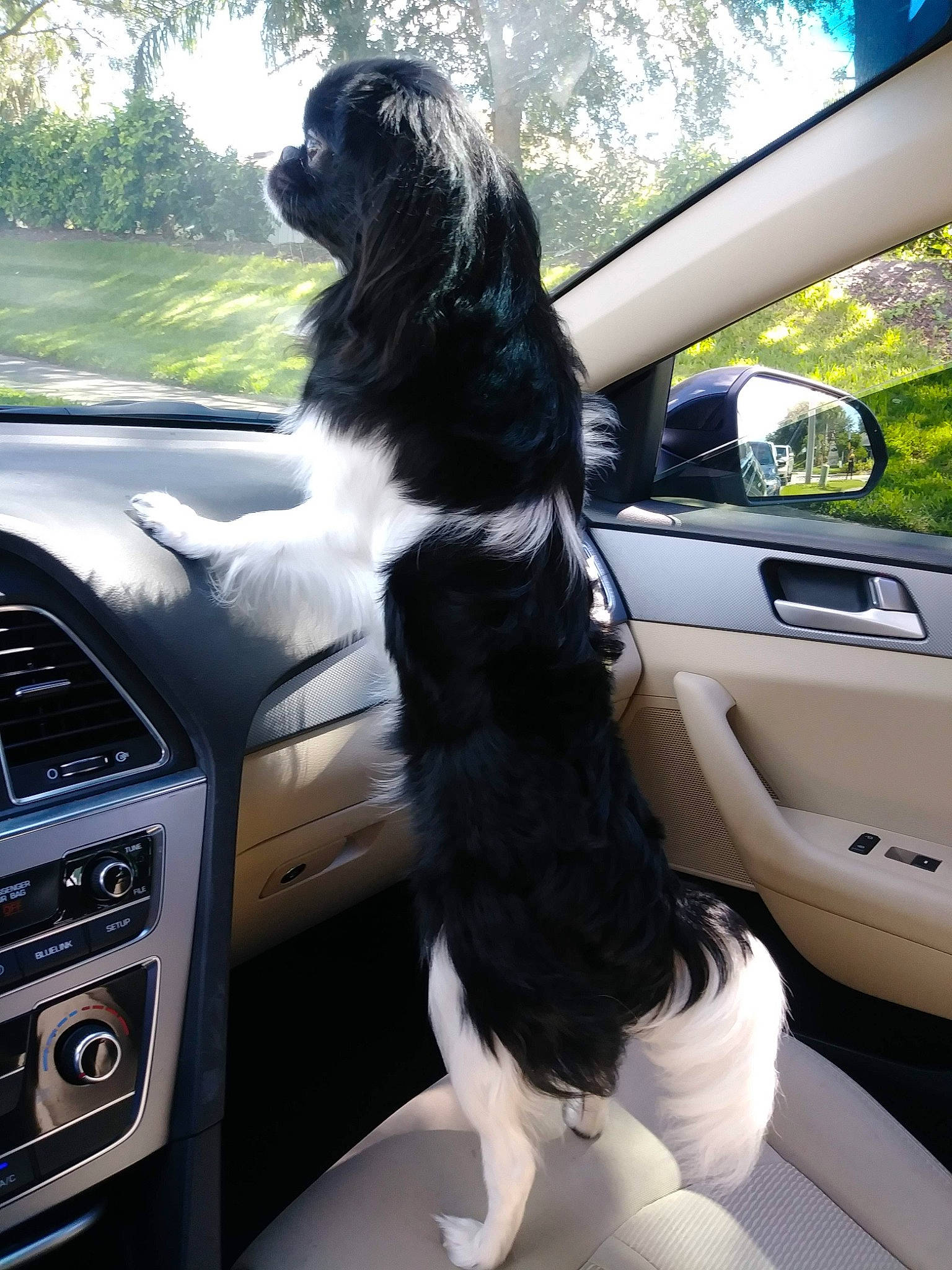 Sapphire joined the competition — help win amazing prizes! automotive_window_part, canidae, car, car_seat, car_seat_cover, carnivore, companion_dog, dog, dog_breed, door, family_car, glass, mammal, photography, sporting_group, steering_wheel, textile, vehicle, vehicle_door, window