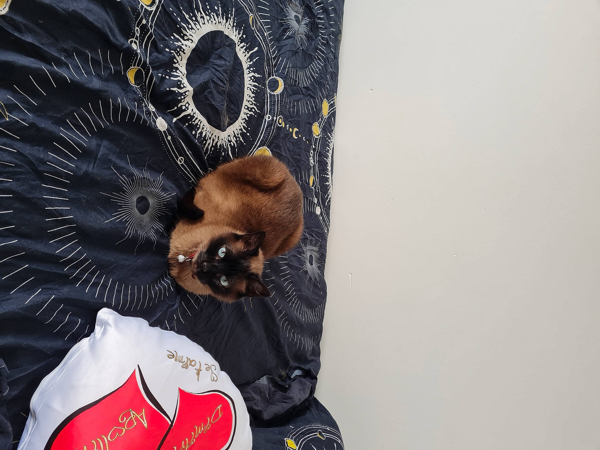 Moustache a rejoint le concours — aidez-le/la à gagner de superbes lots ! art, automotive_wheel_system, beard, circle, event, eyelash, fashion_accessory, font, fur, graphic_design, graphics, headgear, jewellery, logo, metal, moustache, pattern, sleeve, visual_arts, wing