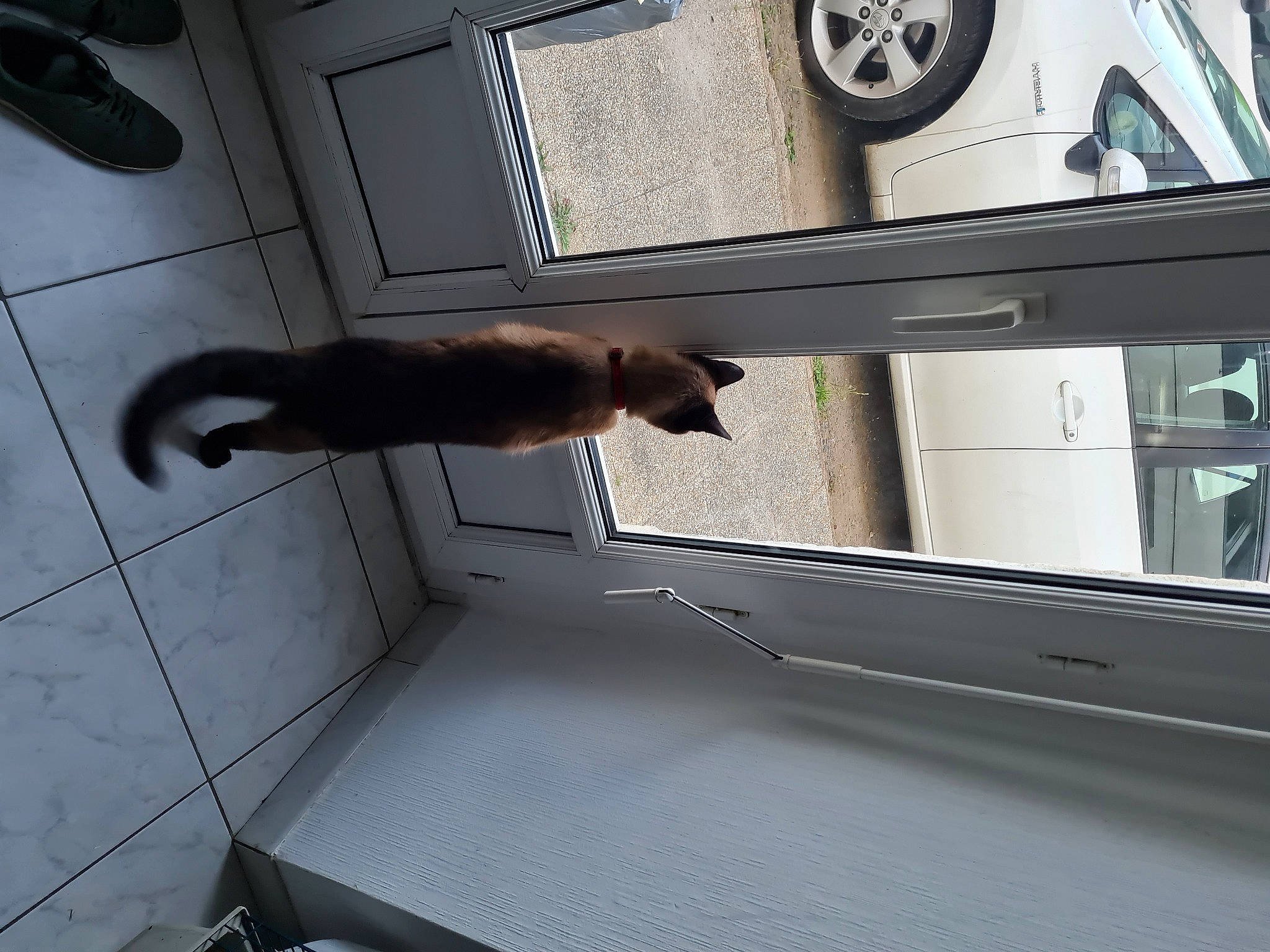 Moustache a rejoint le concours — aidez-le/la à gagner de superbes lots ! auto_part, automotive_exterior, automotive_fog_light, automotive_lighting, car, door, door_handle, fender, fixture, hood, hubcap, personal_luxury_car, tail, tire, tread, vehicle, vehicle_door, wheel, window, windshield