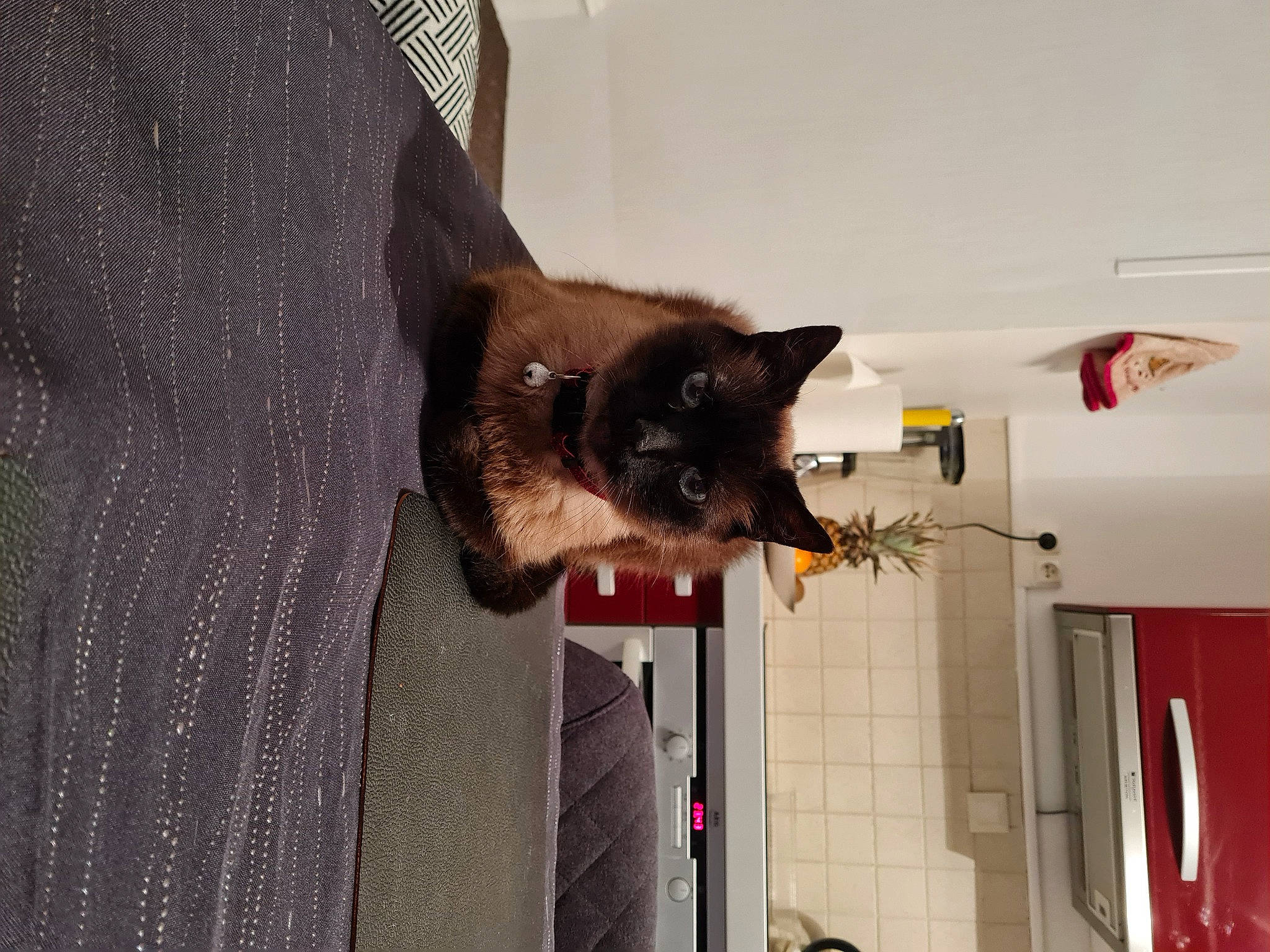 Moustache a rejoint le concours — aidez-le/la à gagner de superbes lots ! black_cat, canidae, carnivore, cat, claw, dog_breed, domestic_short_haired_cat, felidae, fur, grey, sleeve, small_to_medium_sized_cats, tail, whiskers