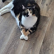 Turtle joined the competition — help win amazing prizes! cat, calico, animal, pet, feline, floor, wooden_floor, crossed_paws, relaxed, indoor, fur_pattern, green_eyes, whiskers, tail, sitting, looking_at_camera, cute, domestic_cat, quiet, calm