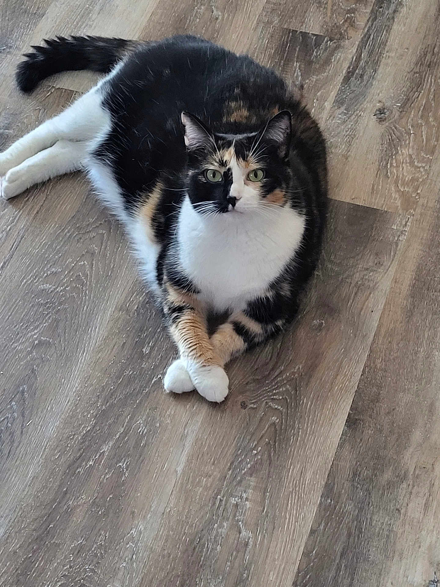 Turtle joined the competition — help win amazing prizes! cat, calico, animal, pet, feline, floor, wooden_floor, crossed_paws, relaxed, indoor, fur_pattern, green_eyes, whiskers, tail, sitting, looking_at_camera, cute, domestic_cat, quiet, calm