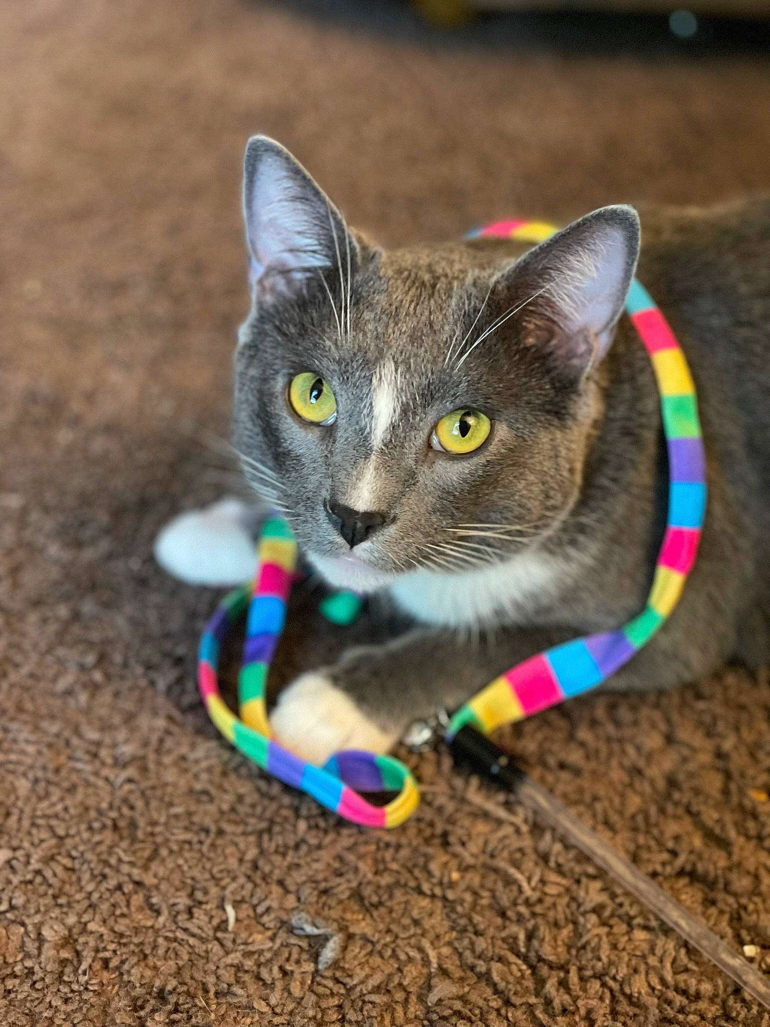 Cosmo joined the competition — help win amazing prizes! carnivore, cat, cat_toy, domestic_short_haired_cat, electric_blue, eye, fawn, felidae, foot, fur, grass, human_leg, iris, leg, paw, photo_caption, small_to_medium_sized_cats, snout, tail, whiskers