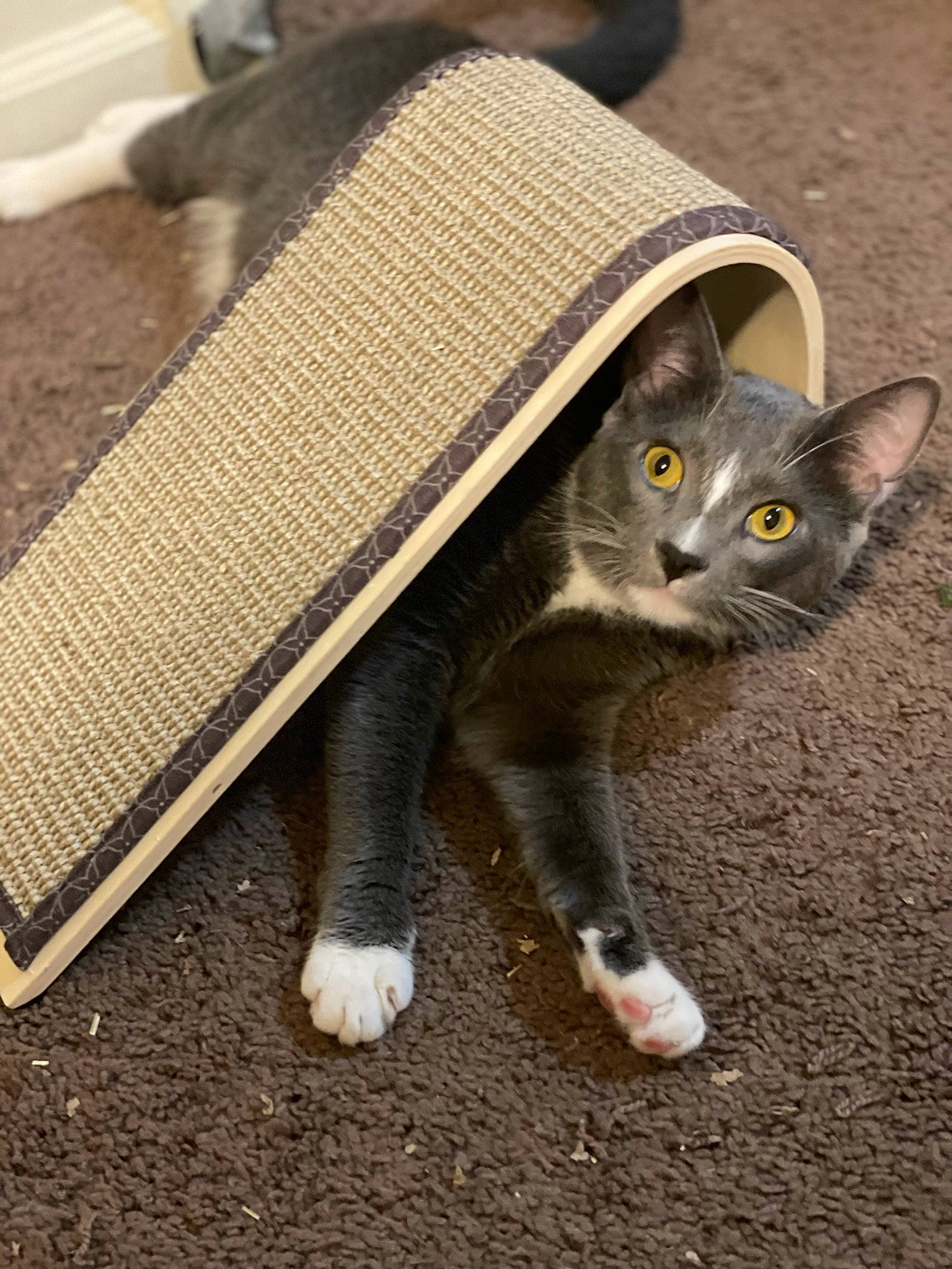 Cosmo joined the competition — help win amazing prizes! carnivore, cat, cat_toy, claw, domestic_short_haired_cat, fashion_accessory, fawn, felidae, flooring, fur, grass, grey, paw, small_to_medium_sized_cats, snout, tail, whiskers, wood, wool, woolen