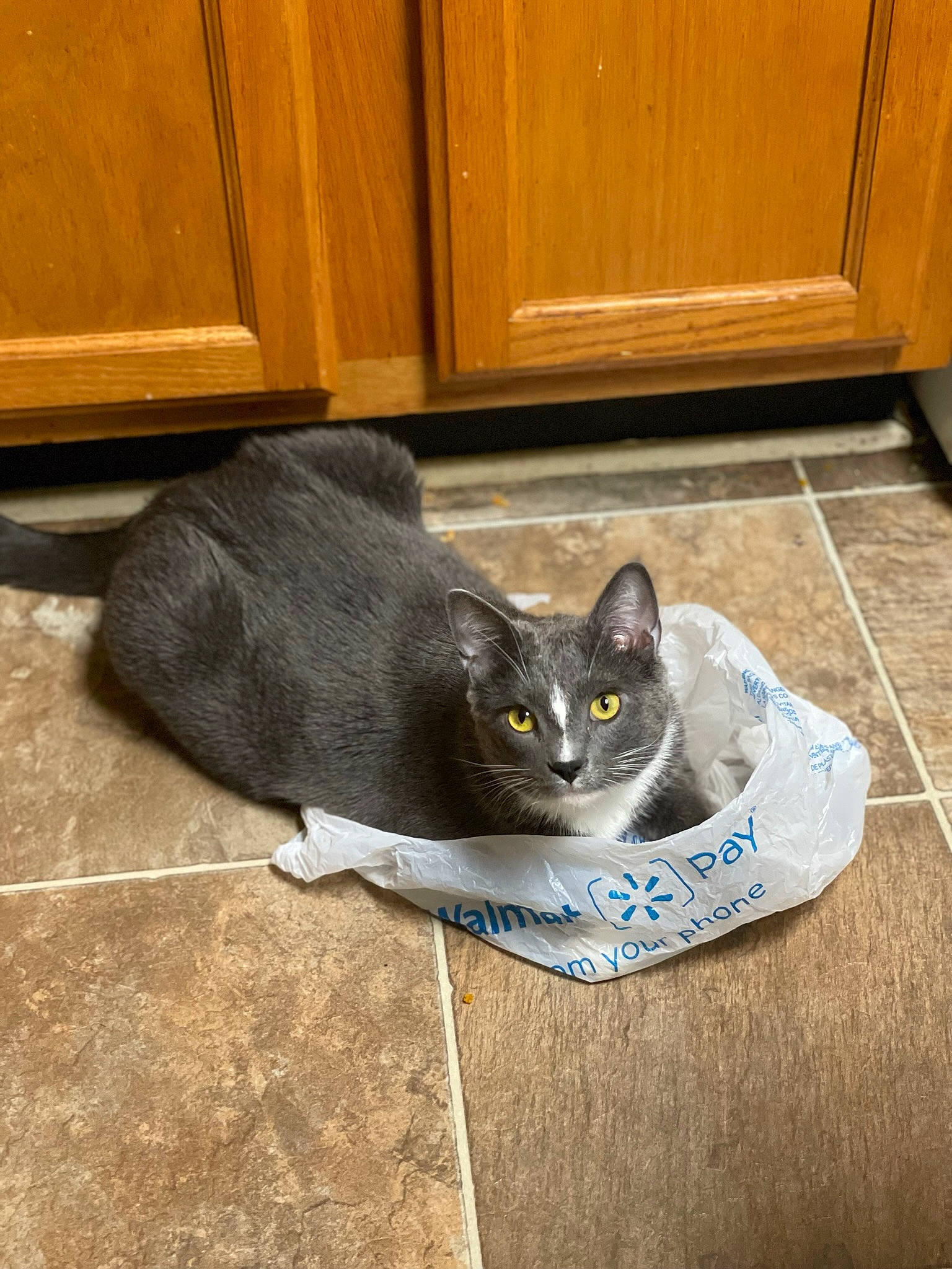 Cosmo is registered to the contest to win money with this photo: black_cat, box, cabinetry, carnivore, cat, cat_supply, domestic_short_haired_cat, door, felidae, floor, flooring, fur, grey, hardwood, plant, small_to_medium_sized_cats, snout, whiskers, wood, wood_stain