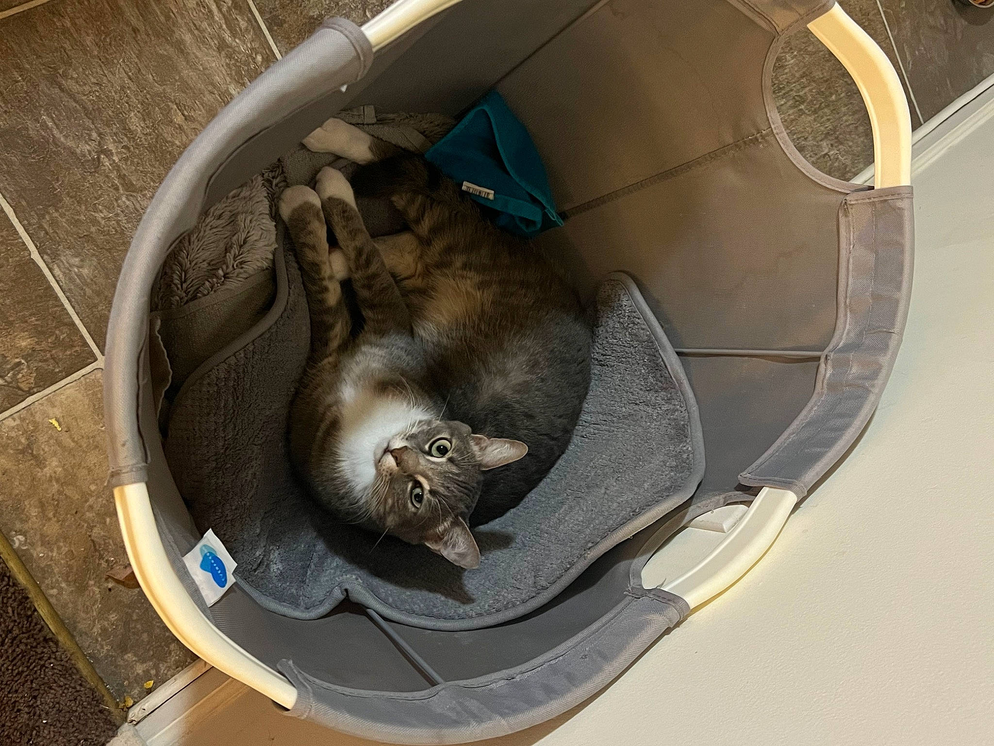 Grey is registered to the contest to win money with this photo: auto_part, automotive_exterior, automotive_wheel_system, carnivore, cat, cat_supply, comfort, domestic_short_haired_cat, felidae, pet_supply, small_to_medium_sized_cats, snout, tail, vehicle, whiskers