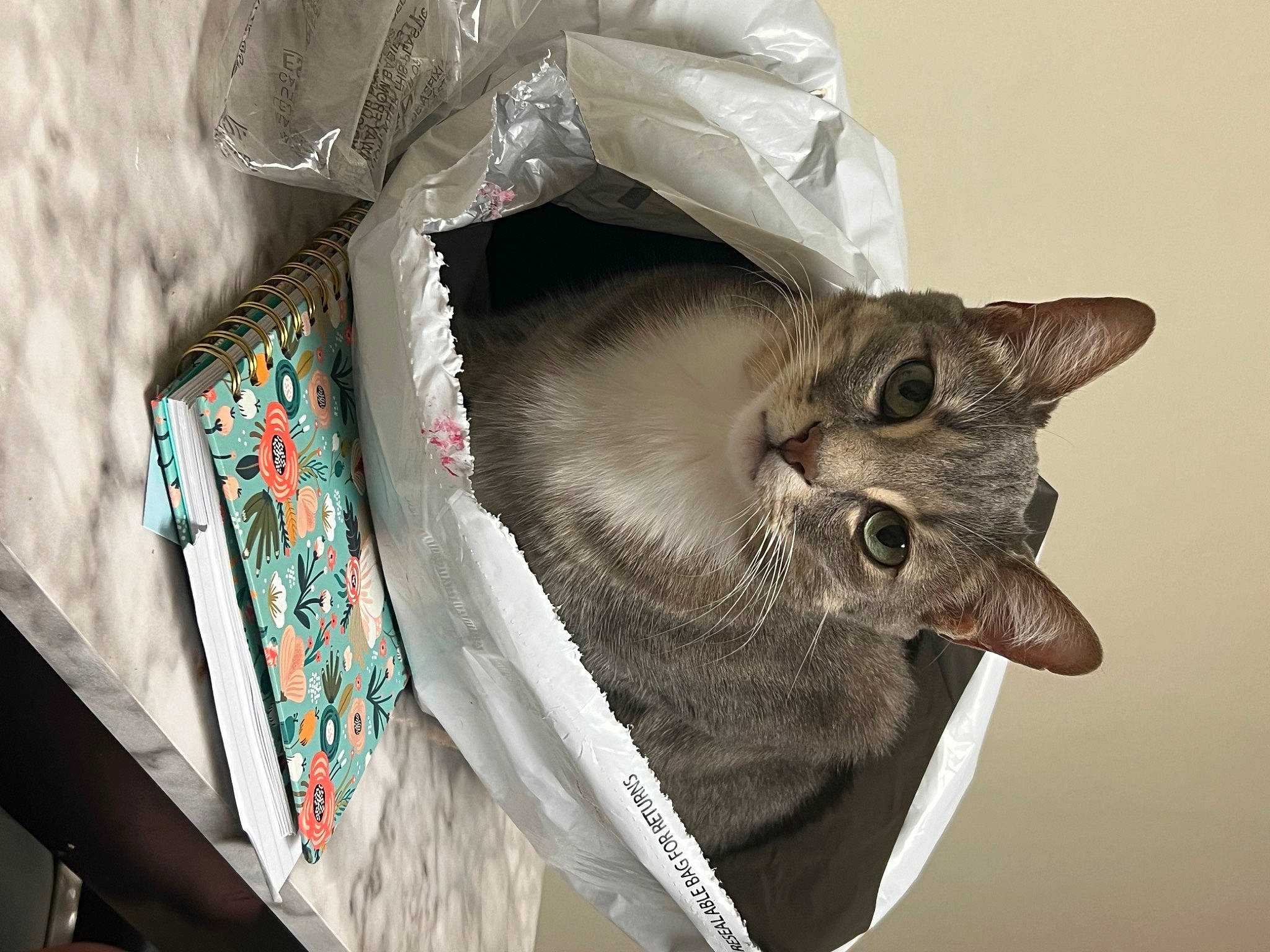 Grey is registered to the contest to win money with this photo: cardboard, carnivore, cat, domestic_short_haired_cat, felidae, fur, grey, packing_materials, paper, paper_product, plastic_bag, small_to_medium_sized_cats, whiskers
