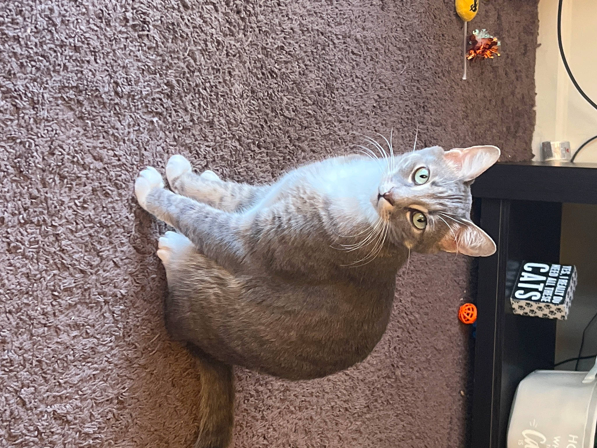 Grey is registered to the contest to win money with this photo: art, carnivore, cat, claw, domestic_short_haired_cat, fawn, felidae, fur, grey, houseplant, metal, paw, small_to_medium_sized_cats, snout, tail, tire, toy, vehicle, whiskers, window