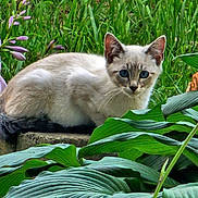 Pietro joined the competition — help win amazing prizes! animal, blue_eyes, cat, close_up, curious, flowers, foliage, grass, greenery, kitten, mammal, nature, outdoor, pet, plants, purple_flowers, resting, stone, wildlife, young_cat