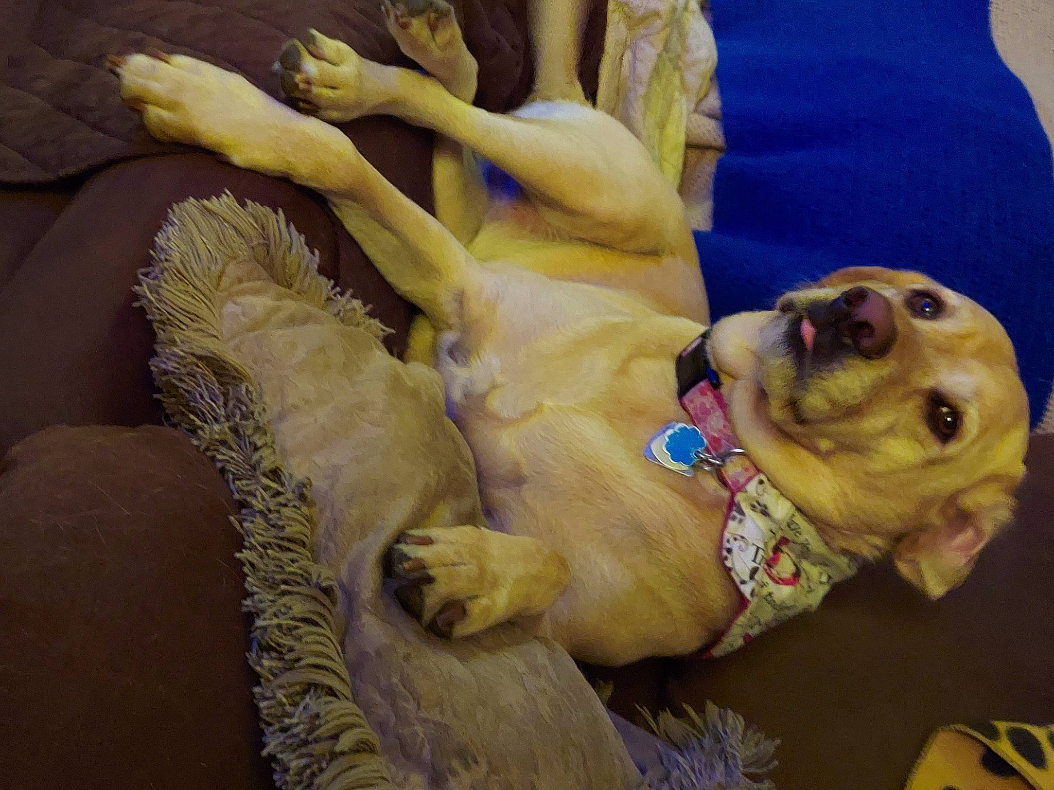 Pasley joined the competition — help win amazing prizes! carnivore, collar, comfort, companion_dog, couch, dog, dog_breed, dog_collar, dog_supply, fawn, fur, guard_dog, paw, pet_supply, puggle, snout, sporting_group, whiskers, working_animal, wrinkle