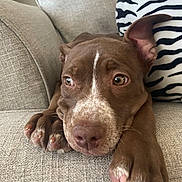 Bailie is registered to the contest to win money with this photo: dog, brown_dog, canine, pet, close_up, couch, sofa, indoor, resting, paw, nose, ear, zebra_striped_pillow, fabric, relaxed, animal, companion, cute, portrait, furniture