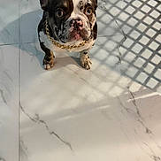 Zeus joined the competition — help win amazing prizes! adorable, animal, canine, companion, curious, cute, dog, domestic_animal, ears_up, floor_tile, french_bulldog, gold_chain, indoor, looking_up, marble_floor, pet, portrait, shadow_pattern, small_dog, spotted_coat