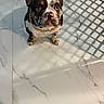 adorable, animal, canine, companion, curious, cute, dog, domestic_animal, ears_up, floor_tile, french_bulldog, gold_chain, indoor, looking_up, marble_floor, pet, portrait, shadow_pattern, small_dog, spotted_coat