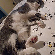 Luna Mae is registered to the contest to win money with this photo: cat, sleeping, bed, paw_pads, gray_and_white, indoor, feline, cute, relaxed, napping, fur, pet, domestic_animal, cozy, bedspread, cartoon_print, Snoopy, whiskers, tail, resting