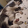 cat, sleeping, bed, paw_pads, gray_and_white, indoor, feline, cute, relaxed, napping, fur, pet, domestic_animal, cozy, bedspread, cartoon_print, Snoopy, whiskers, tail, resting