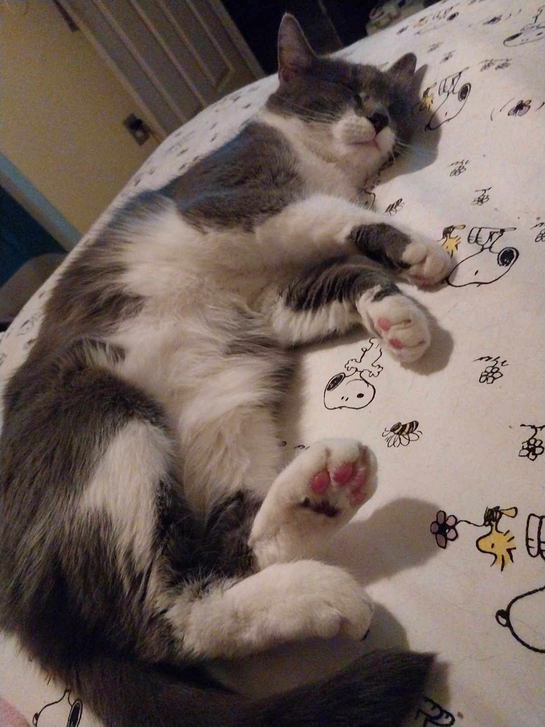 Luna Mae is registered to the contest to win money with this photo: cat, sleeping, bed, paw_pads, gray_and_white, indoor, feline, cute, relaxed, napping, fur, pet, domestic_animal, cozy, bedspread, cartoon_print, Snoopy, whiskers, tail, resting