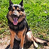 Pongo participe au concours pour gagner de l'argent avec cette photo : animal, canine, companion, daylight, dog, ears, eyes, friendly, fur, german_shepherd, grass, happy, mouth, nature, outdoor, pet, portrait, sitting, sunny, tongue_out