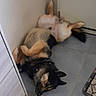 animal, belly_up, black_and_tan, canine, collar, companion, corner, dog, domestic_animal, ears, floor, fur, home, indoor, lying_down, pet, quiet, relaxed, resting, tile_floor