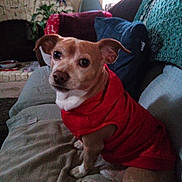 Tee-Doe joined the competition — help win amazing prizes! dog, pet, canine, red_clothing, shirt, sitting, portrait, indoors, couch, sofa, blanket, cushion, living_room, fireplace, knitted_throw, home, brown_and_white, floppy_ears, looking_at_camera, cute