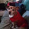 dog, pet, canine, red_clothing, shirt, sitting, portrait, indoors, couch, sofa, blanket, cushion, living_room, fireplace, knitted_throw, home, brown_and_white, floppy_ears, looking_at_camera, cute