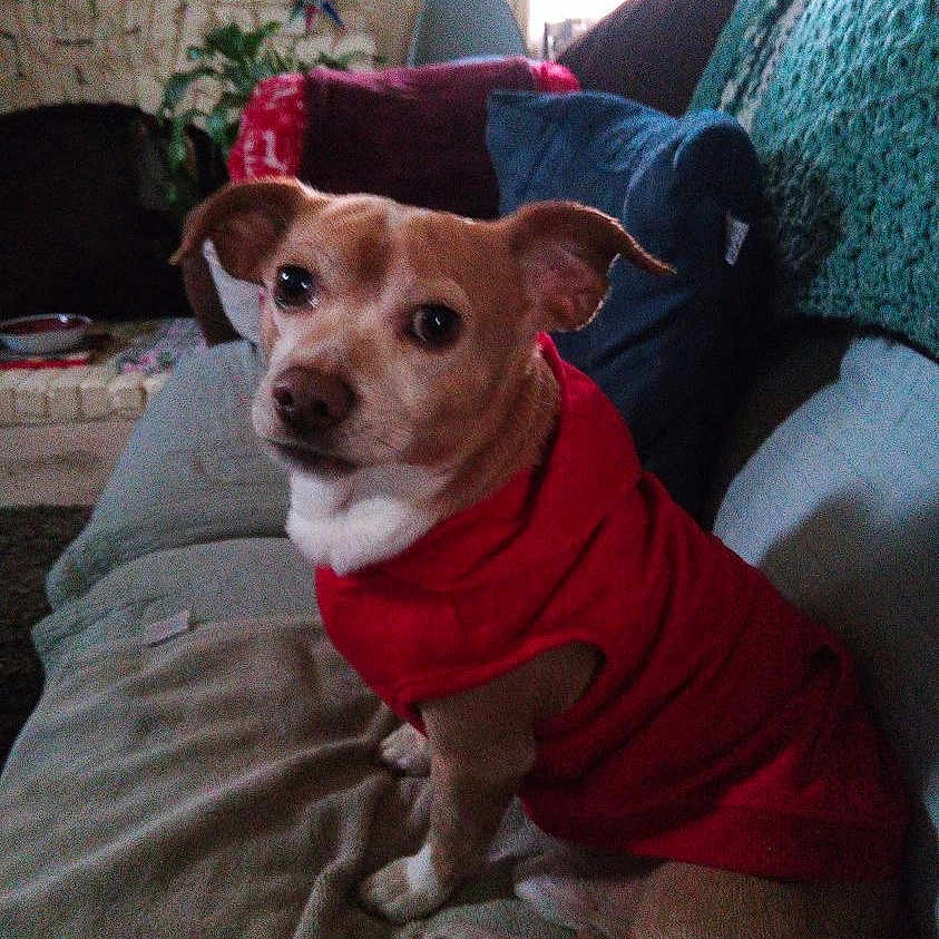 Tee-Doe joined the competition — help win amazing prizes! dog, pet, canine, red_clothing, shirt, sitting, portrait, indoors, couch, sofa, blanket, cushion, living_room, fireplace, knitted_throw, home, brown_and_white, floppy_ears, looking_at_camera, cute