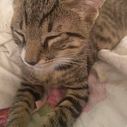 Simba a rejoint le concours — aidez-le/la à gagner de superbes lots ! cat, kitten, tabby, sleeping, paws, close_up, pet, fur, whiskers, ears, indoor, blanket, cozy, resting, cute, animal, mammal, striped, peaceful, relaxed
