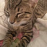 cat, kitten, tabby, sleeping, paws, close_up, pet, fur, whiskers, ears, indoor, blanket, cozy, resting, cute, animal, mammal, striped, peaceful, relaxed